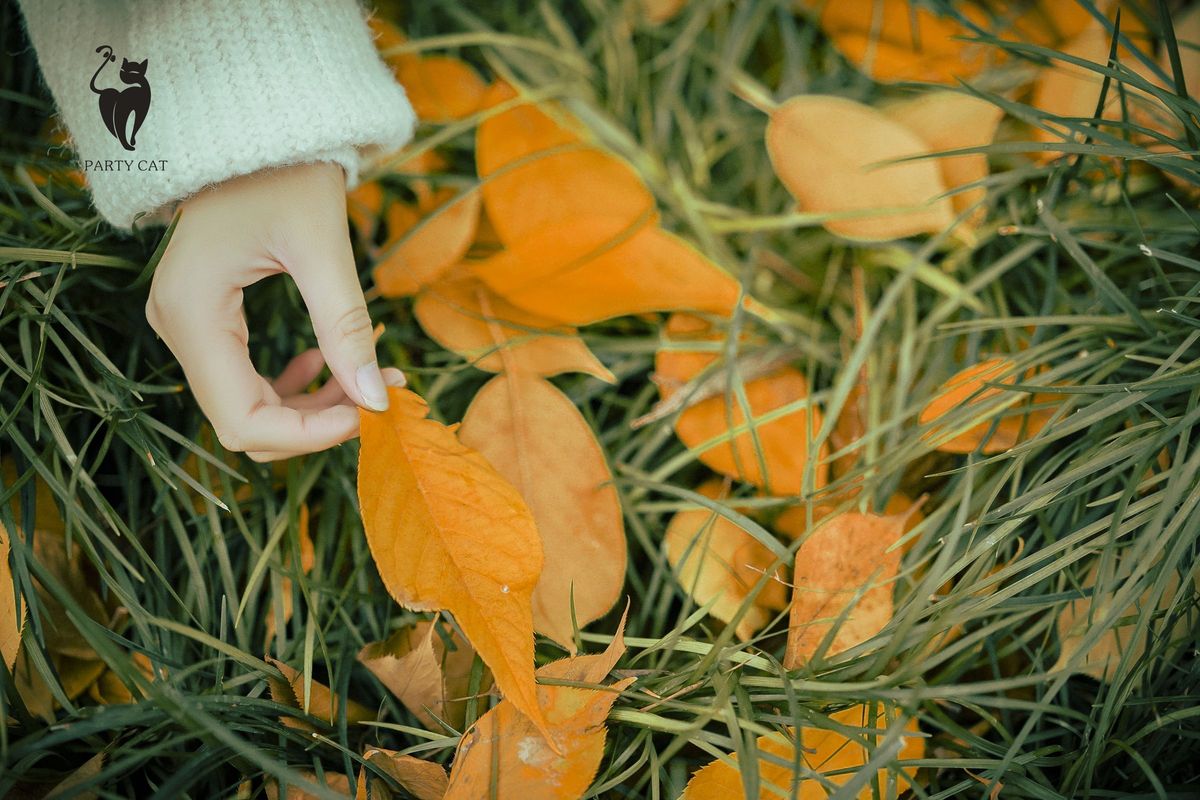 PartyCat轰趴猫美女模特曲曲千娇百媚内衣诱惑室内性感写真